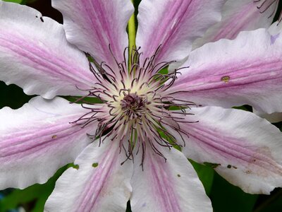 Bloom pink white photo