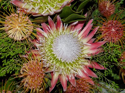 King protea flower blossom photo