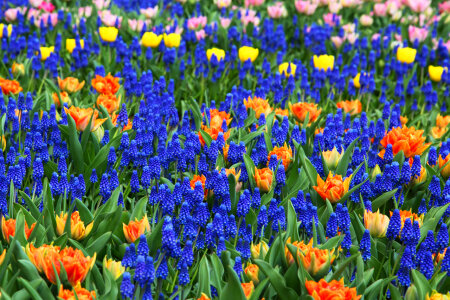 Colorful flower background image in Keukenhof gardens photo