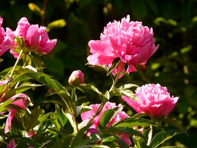 Pink garden spring