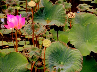 Aquatic beautiful beautiful flowers