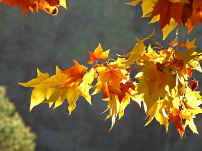 Colors fall colors platanus leaves photo