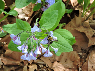 Bumblebee sipping nectar from a Virginia bluebell flower photo