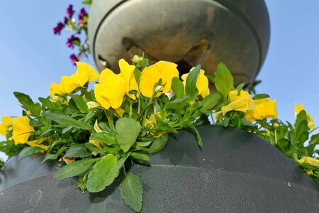 Petunia spring still life photo