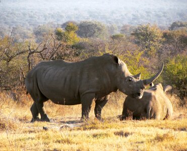 White rhinoceros
