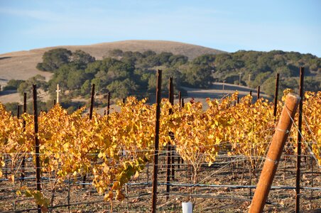 Vineyard wine valley photo