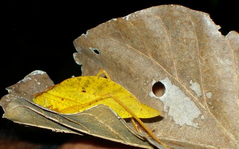 Bug insect leaf