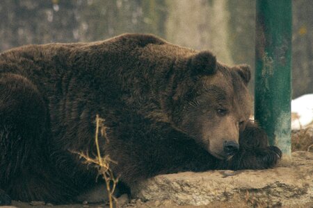 Animal bear brown