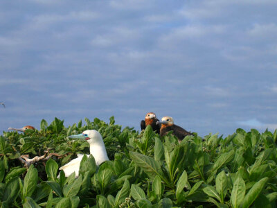 Red-footed Booby and Two Frigatebirds photo