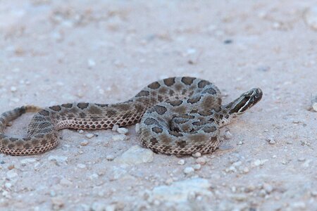 Animal reptile snake photo