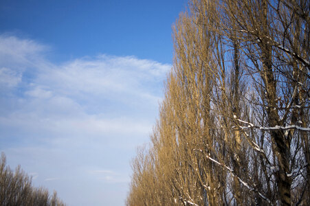 3 Sky and Tree