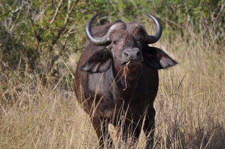 Landscape nature paradise buffalo