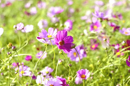 Cosmos plants flowers