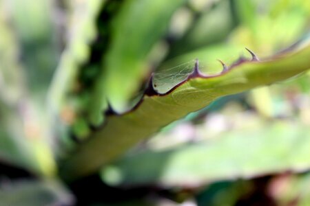 Web In Cactus Leaf