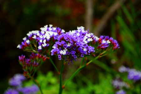 Bloom limonium sinuatum beach lilac