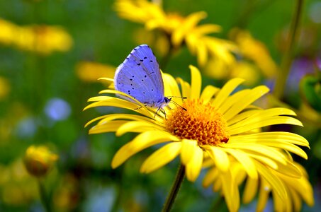 Beautiful Photo butterfly color