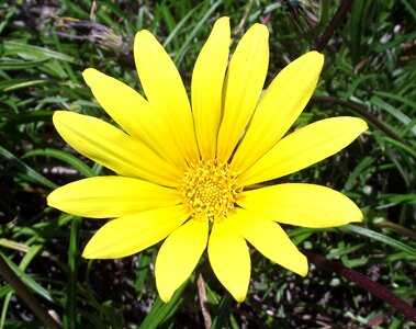 Bloom blossom garden