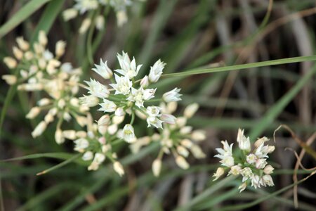 Beautiful Flowers biology blooming