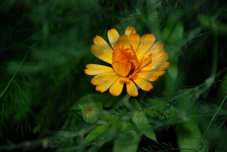 Flower yellow rose