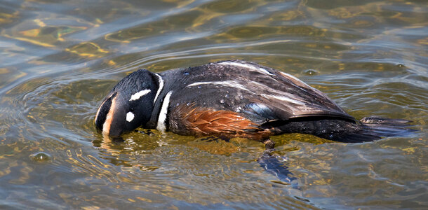 Harlequin Duck Foraging Underwater photo