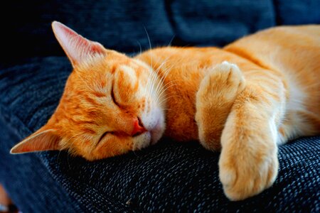 mother cat sleeping on sofa bed photo