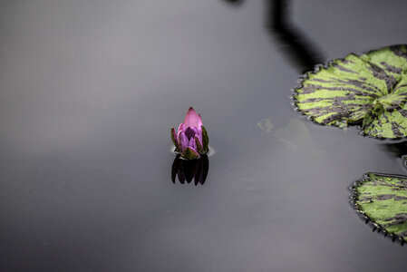 Purple Water Lily Flowers photo