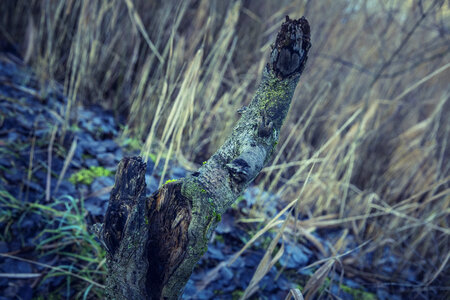 Tree Trunk Moss Dead photo