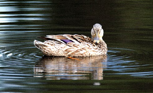 Water bird mallard duck bird photo