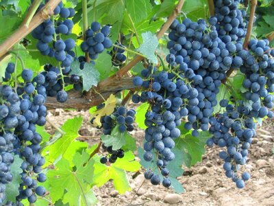 Winery wine blue