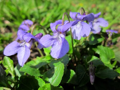 English violet common violet florist's violet