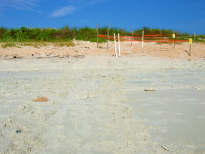 Sand dune turtle nest marked photo