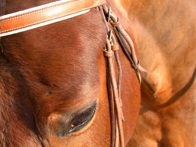 Bai color horse head halter photo