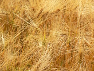 Food arable wheat field photo