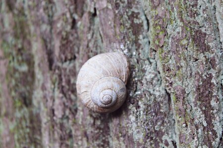 Shell nature mollusk photo