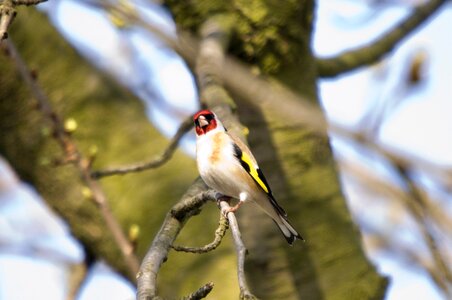 Chetna sabharwal european goldfinch finch