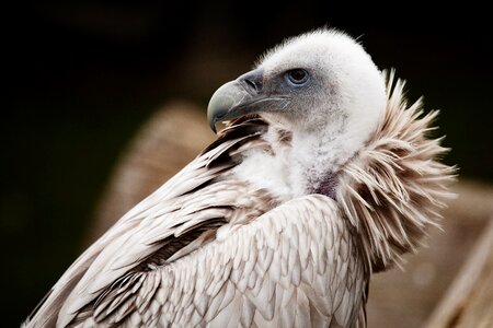 Beak bird feather photo