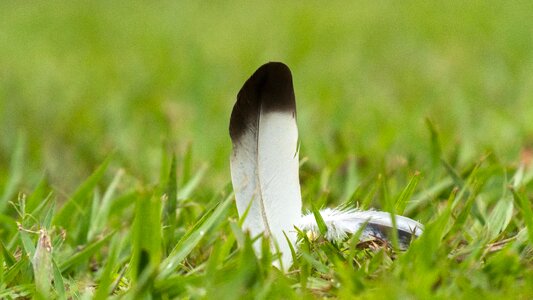 Feather grass nature photo