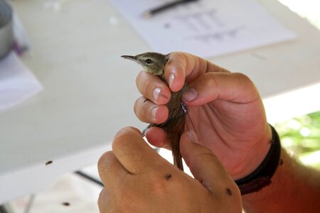 Bird hands holding photo