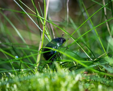Grass meadow climb