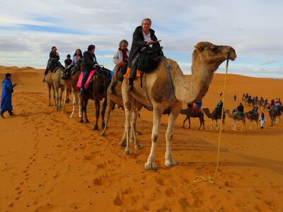 Camel caravan on sand dunes in the desert at sunrise