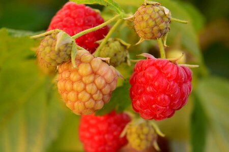 Berry calorie delicious