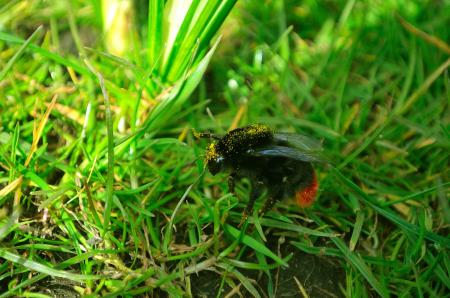 Insect animal season