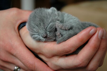 Hangover british shorthair newborn photo