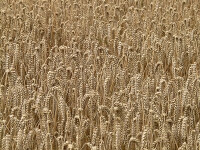 Grain field wheat field photo