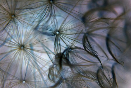 Dandelion light flowers