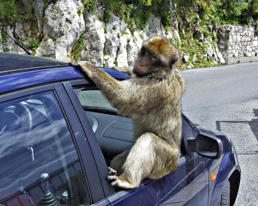Animal car ape
