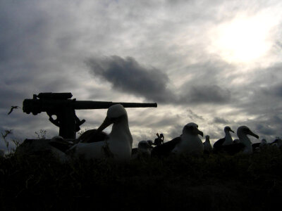 Historic canon at Midway Atoll National Wildlife Refuge photo