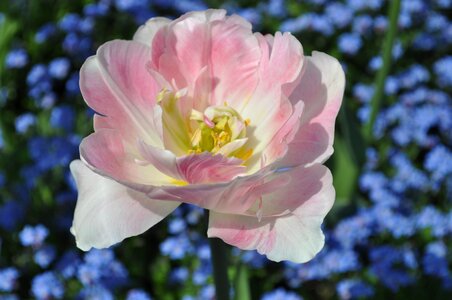 Pink tulip tulpenbluete photo