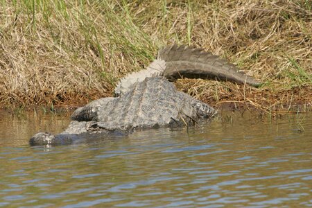 Alligator american photo