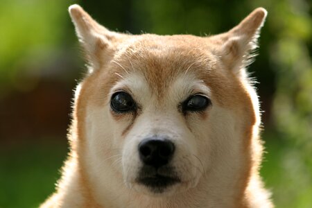 Shiba inu dog blind photo